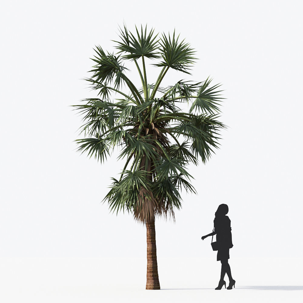 Palm Tree Collection - Include GrowFX and Mesh file 3D model_26