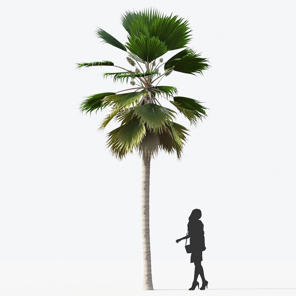 Palm Tree Collection - Include GrowFX and Mesh file 3D model_59