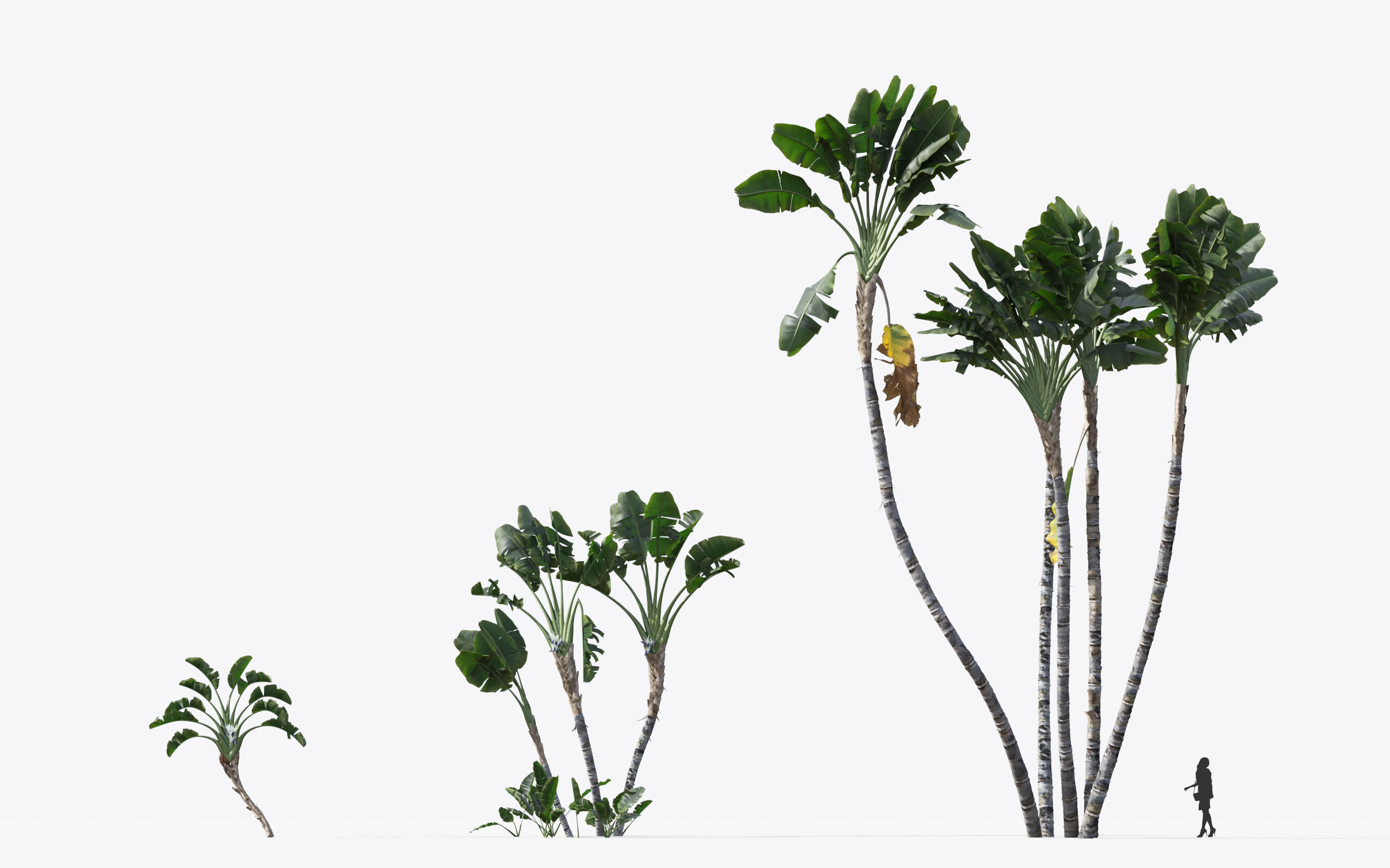 Palm Tree Collection - Include GrowFX and Mesh file 3D model_68