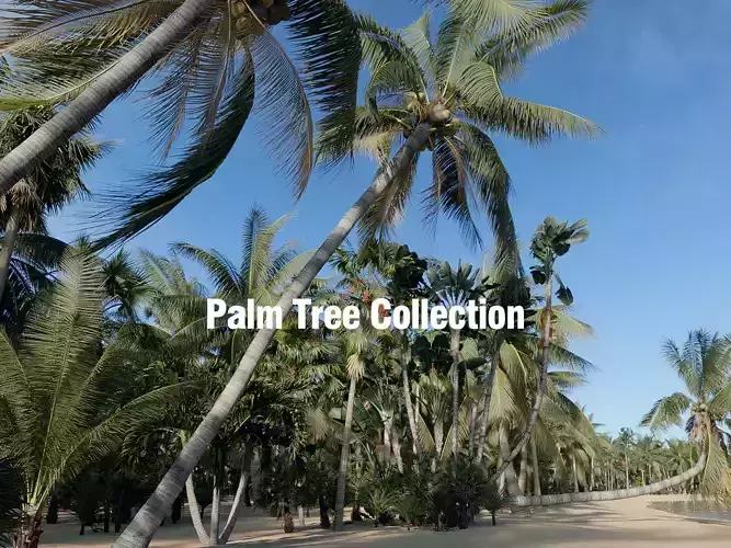 Palm Tree Collection - Include GrowFX and Mesh file 3D model