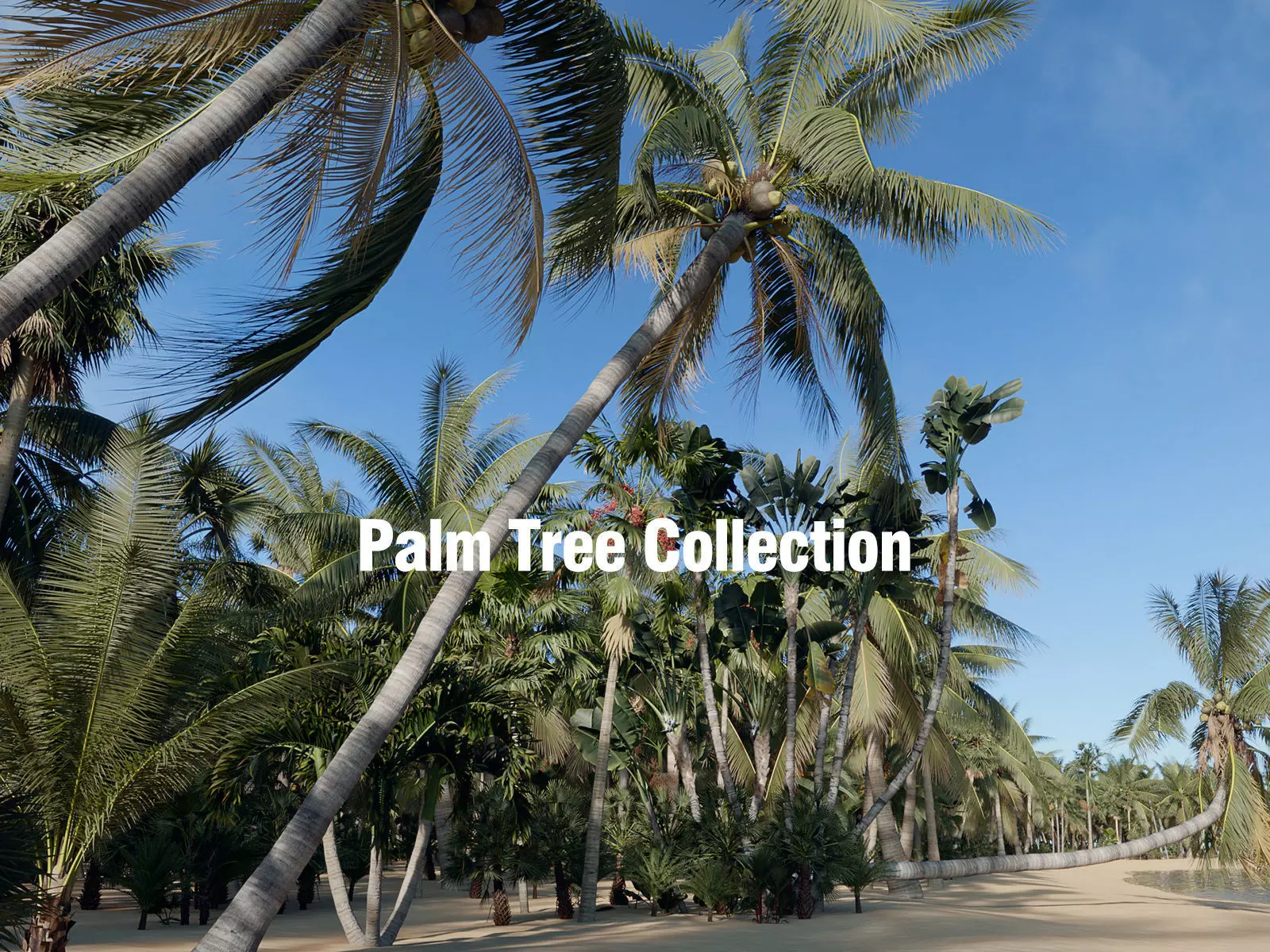 Palm Tree Collection - Include GrowFX and Mesh file 3D model_0