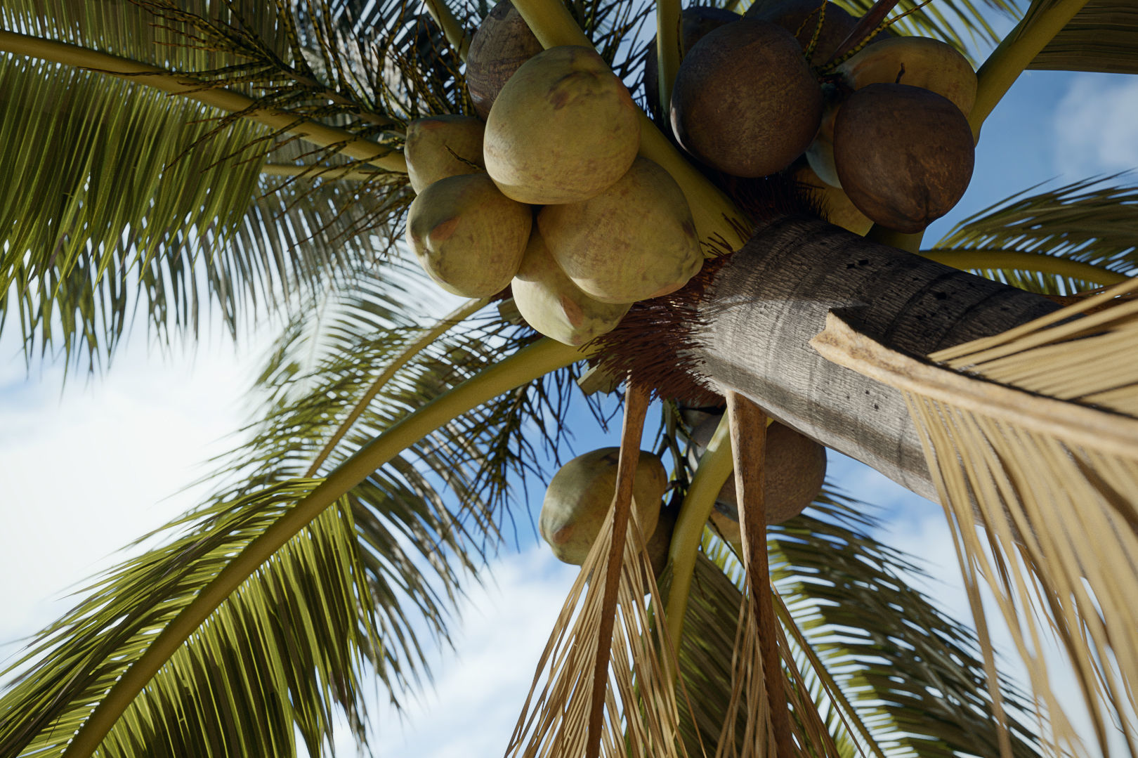 Palm Tree Collection - Include GrowFX and Mesh file 3D model_2