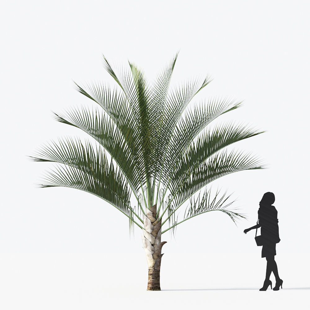 Palm Tree Collection - Include GrowFX and Mesh file 3D model_45