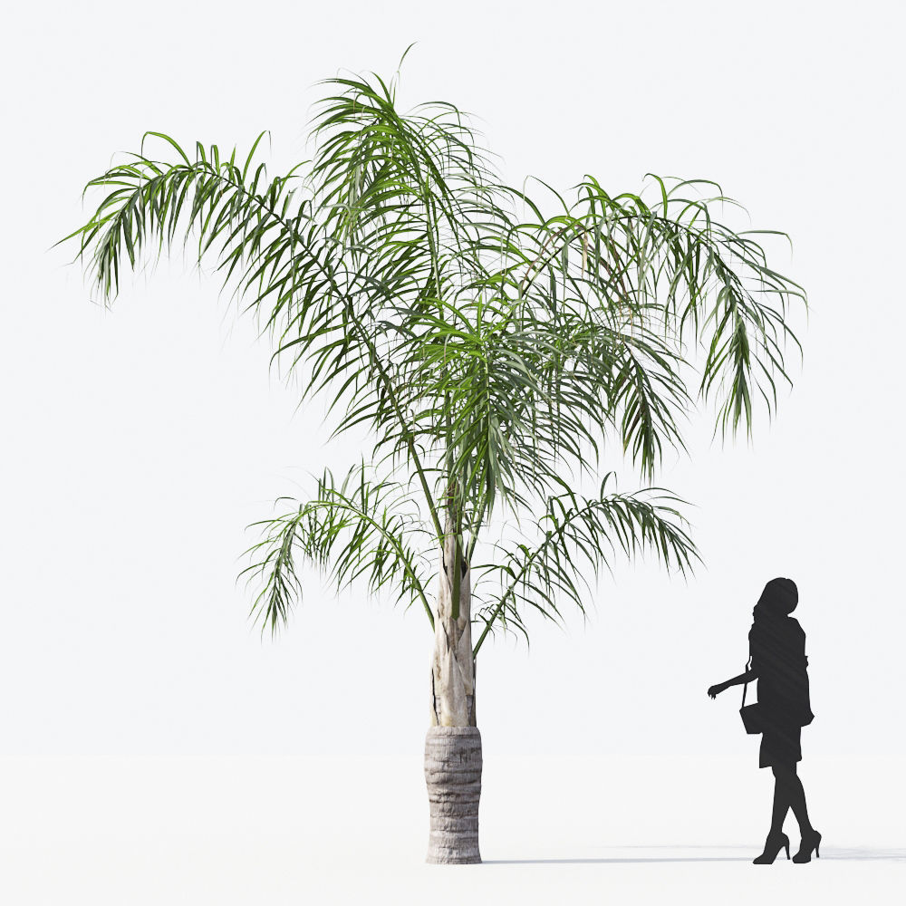Palm Tree Collection - Include GrowFX and Mesh file 3D model_73