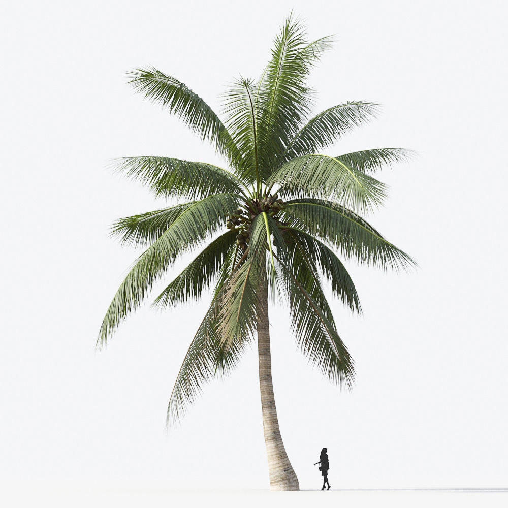 Palm Tree Collection - Include GrowFX and Mesh file 3D model_35