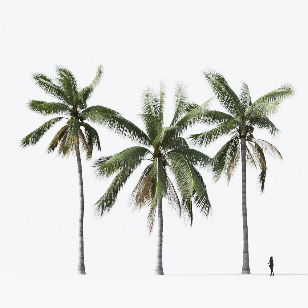 Palm Tree Collection - Include GrowFX and Mesh file 3D model_39