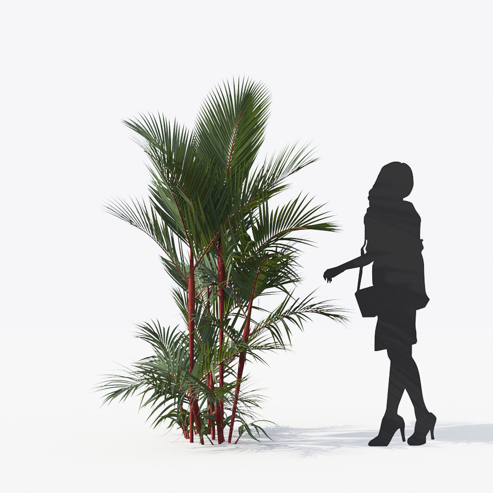 Palm Tree Collection - Include GrowFX and Mesh file 3D model_41