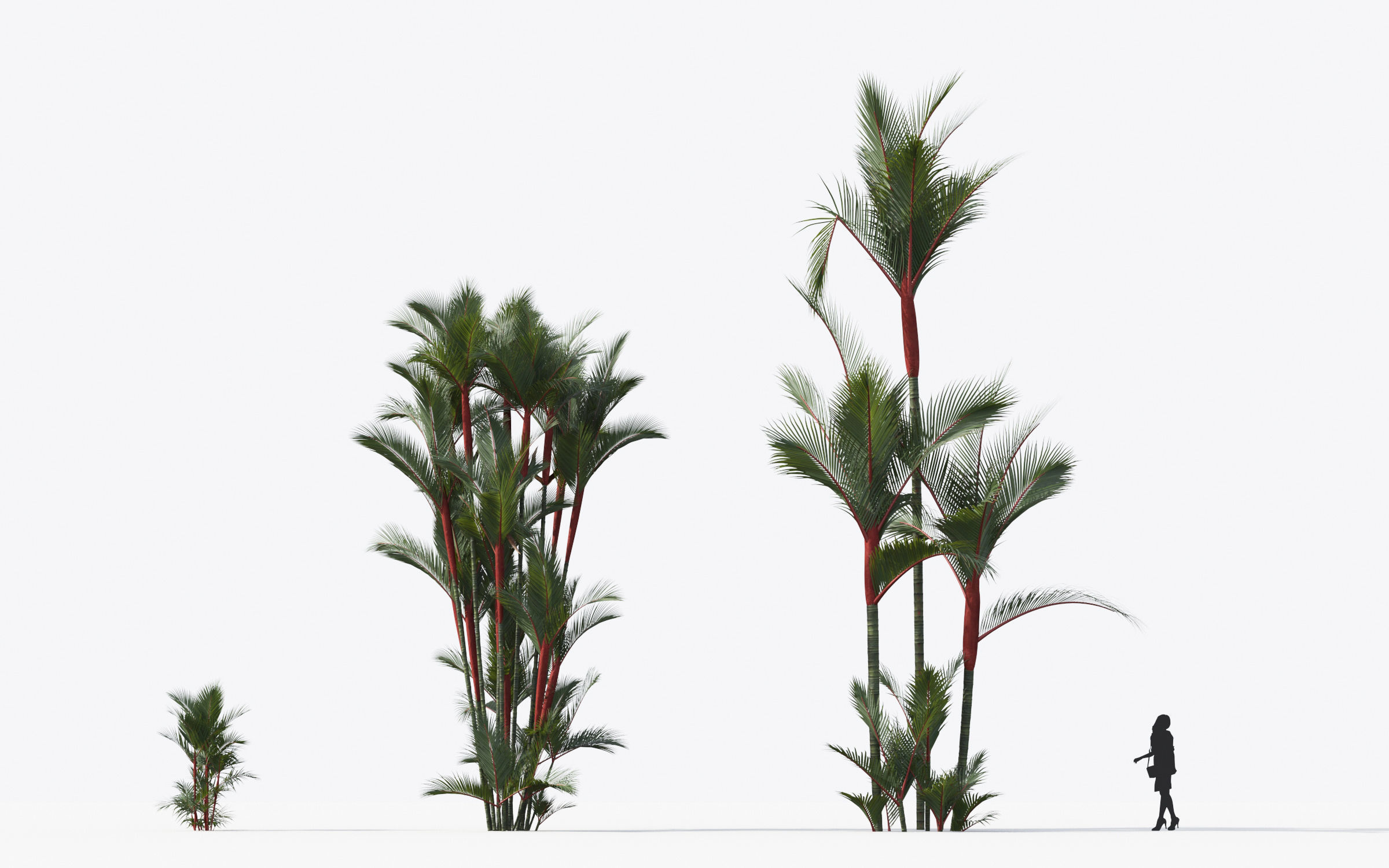 Palm Tree Collection - Include GrowFX and Mesh file 3D model_40