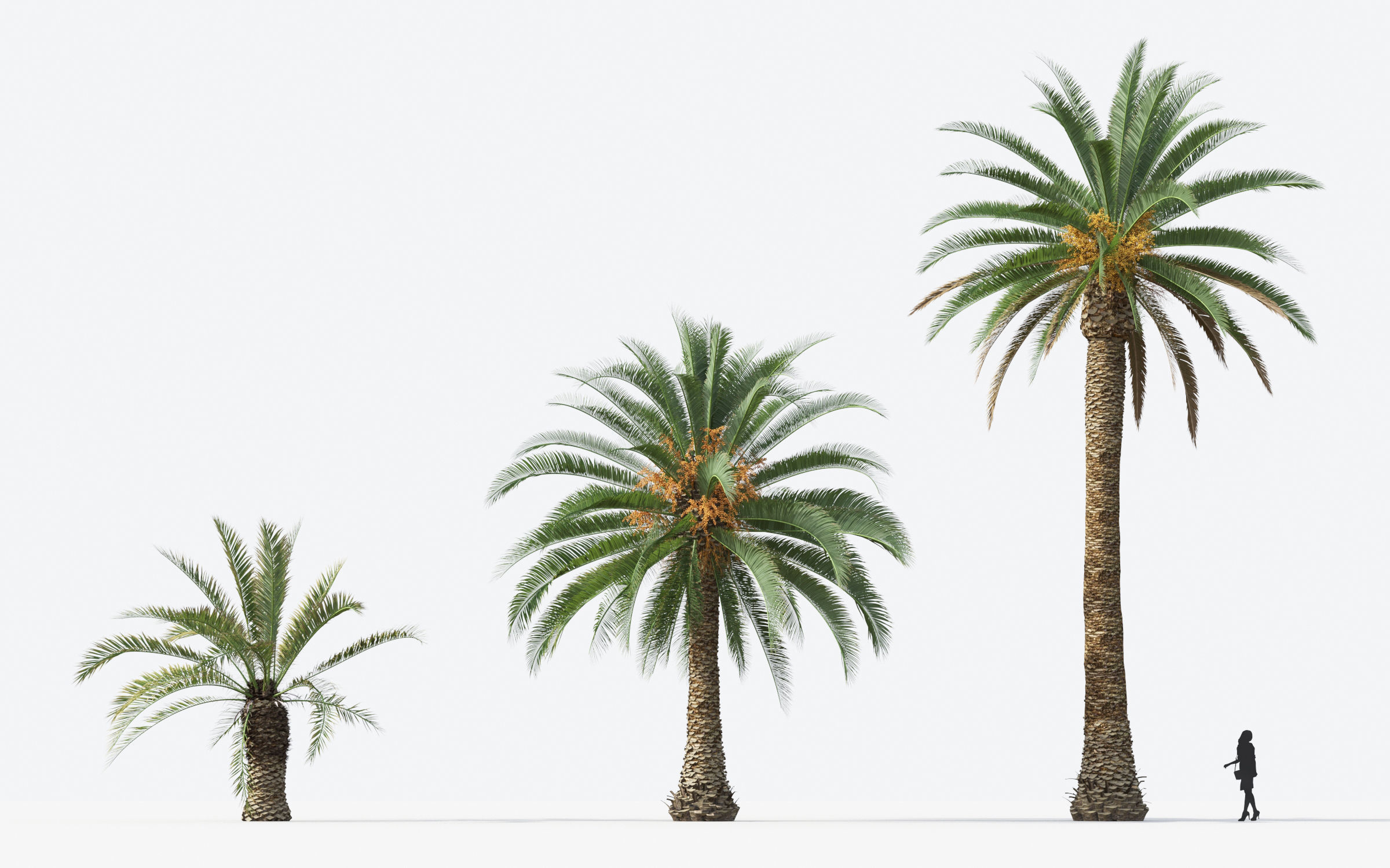 Palm Tree Collection - Include GrowFX and Mesh file 3D model_48