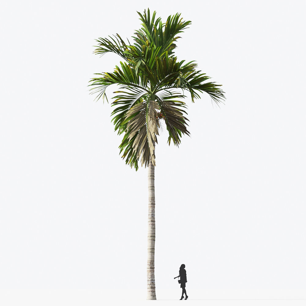 Palm Tree Collection - Include GrowFX and Mesh file 3D model_19