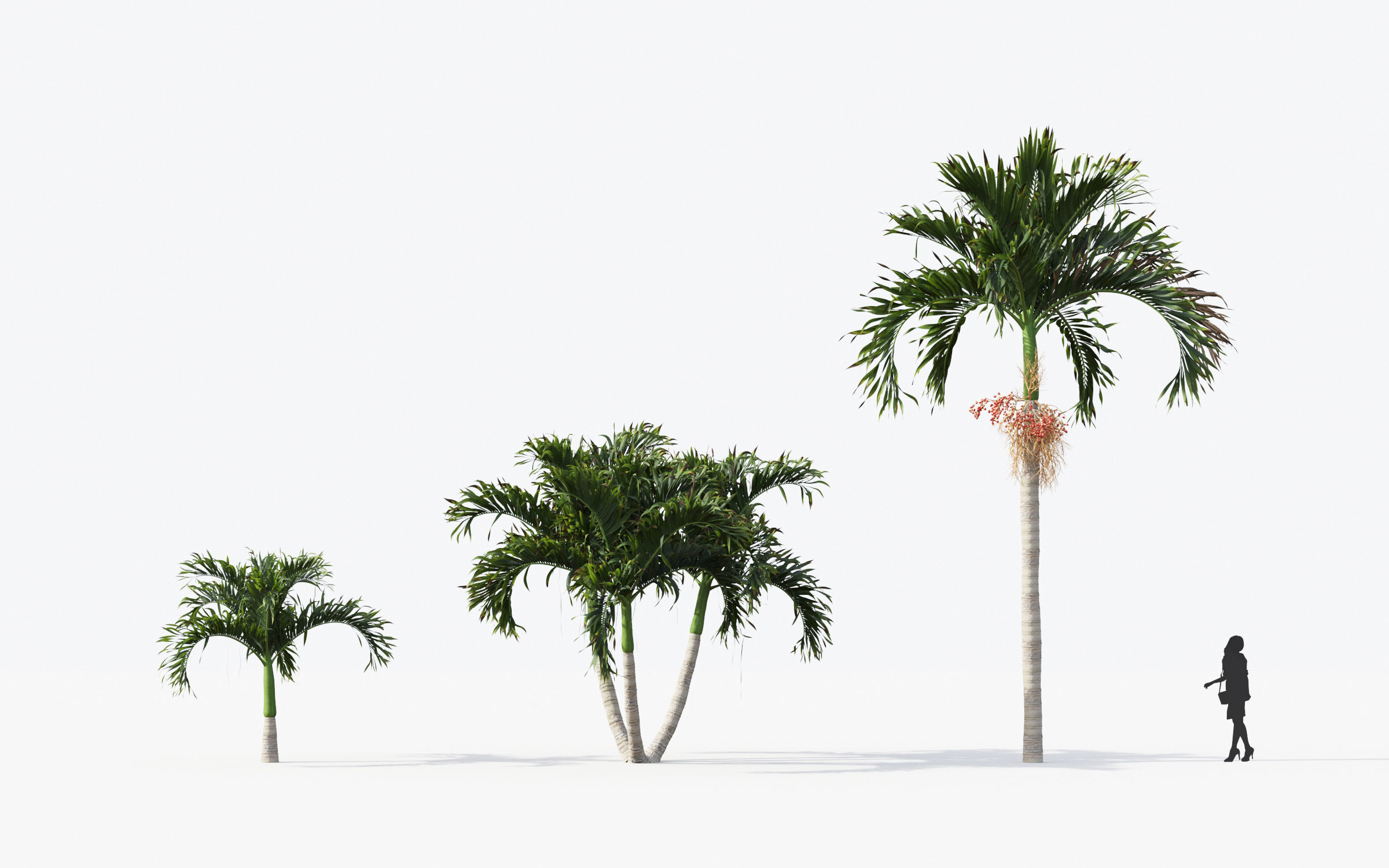 Palm Tree Collection - Include GrowFX and Mesh file 3D model_12