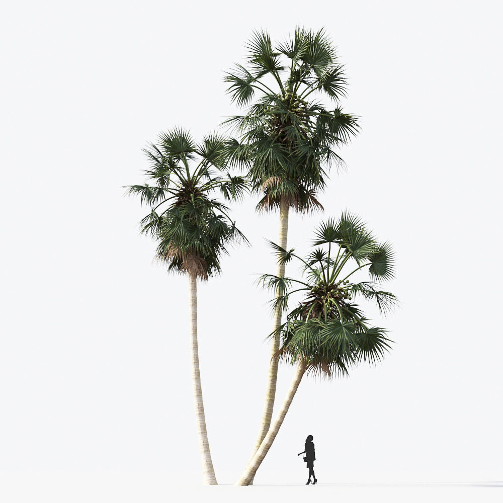 Palm Tree Collection - Include GrowFX and Mesh file 3D model_30
