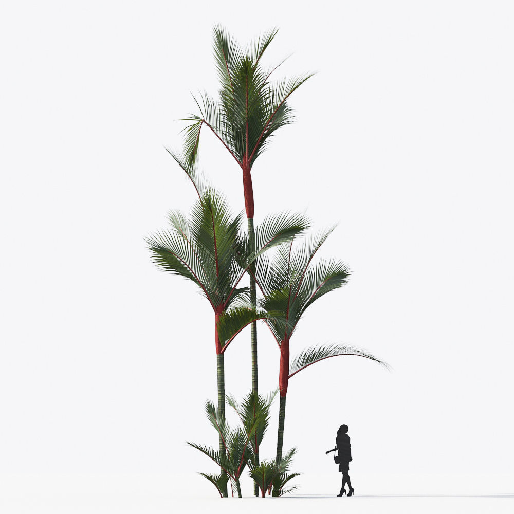 Palm Tree Collection - Include GrowFX and Mesh file 3D model_43