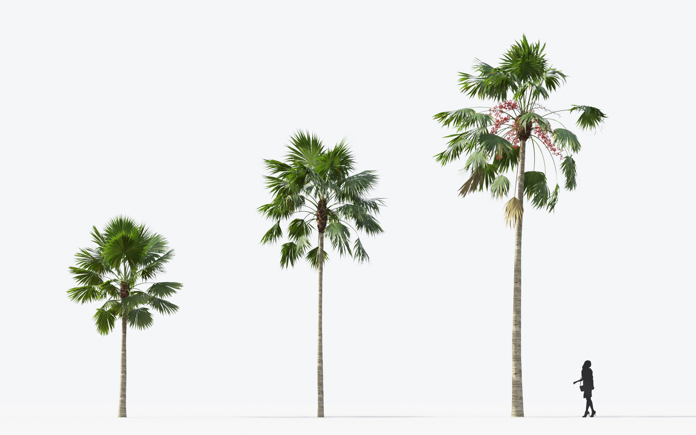 Palm Tree Collection - Include GrowFX and Mesh file 3D model_64