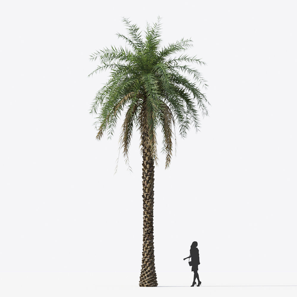 Palm Tree Collection - Include GrowFX and Mesh file 3D model_55