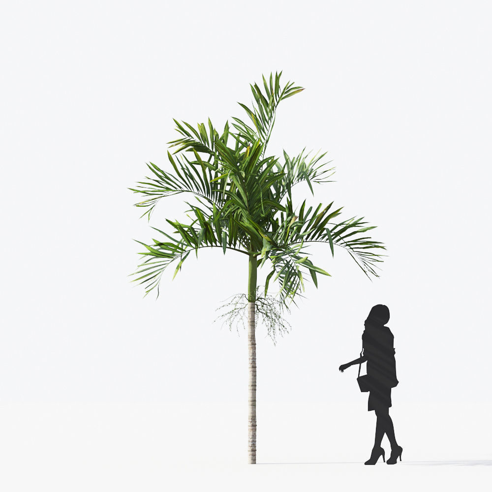Palm Tree Collection - Include GrowFX and Mesh file 3D model_17
