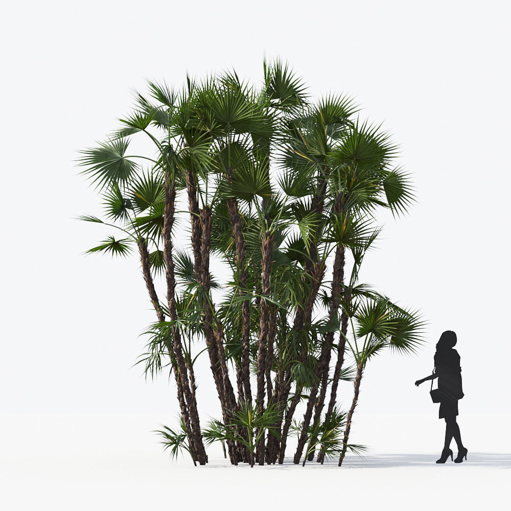 Palm Tree Collection - Include GrowFX and Mesh file 3D model_10