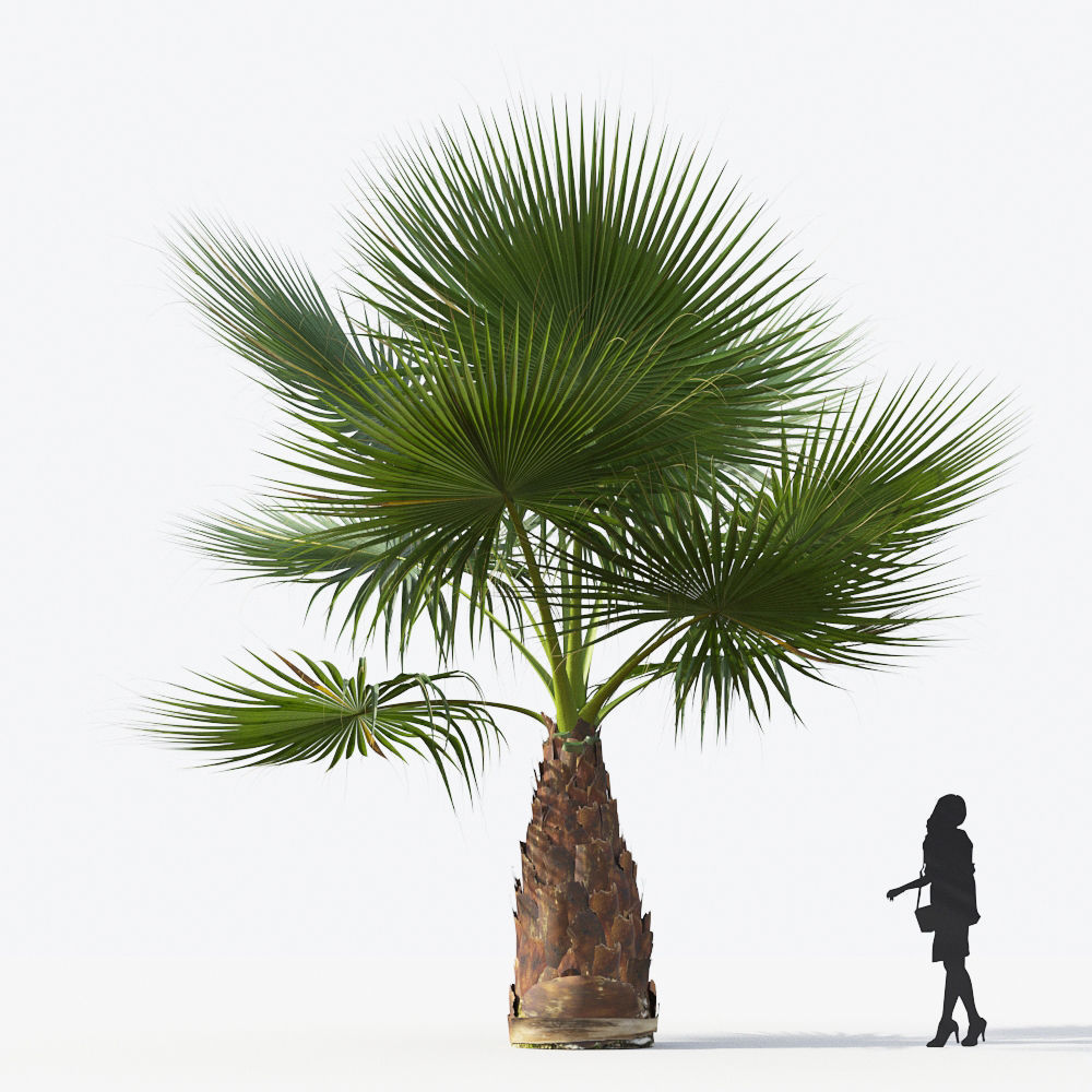 Palm Tree Collection - Include GrowFX and Mesh file 3D model_79