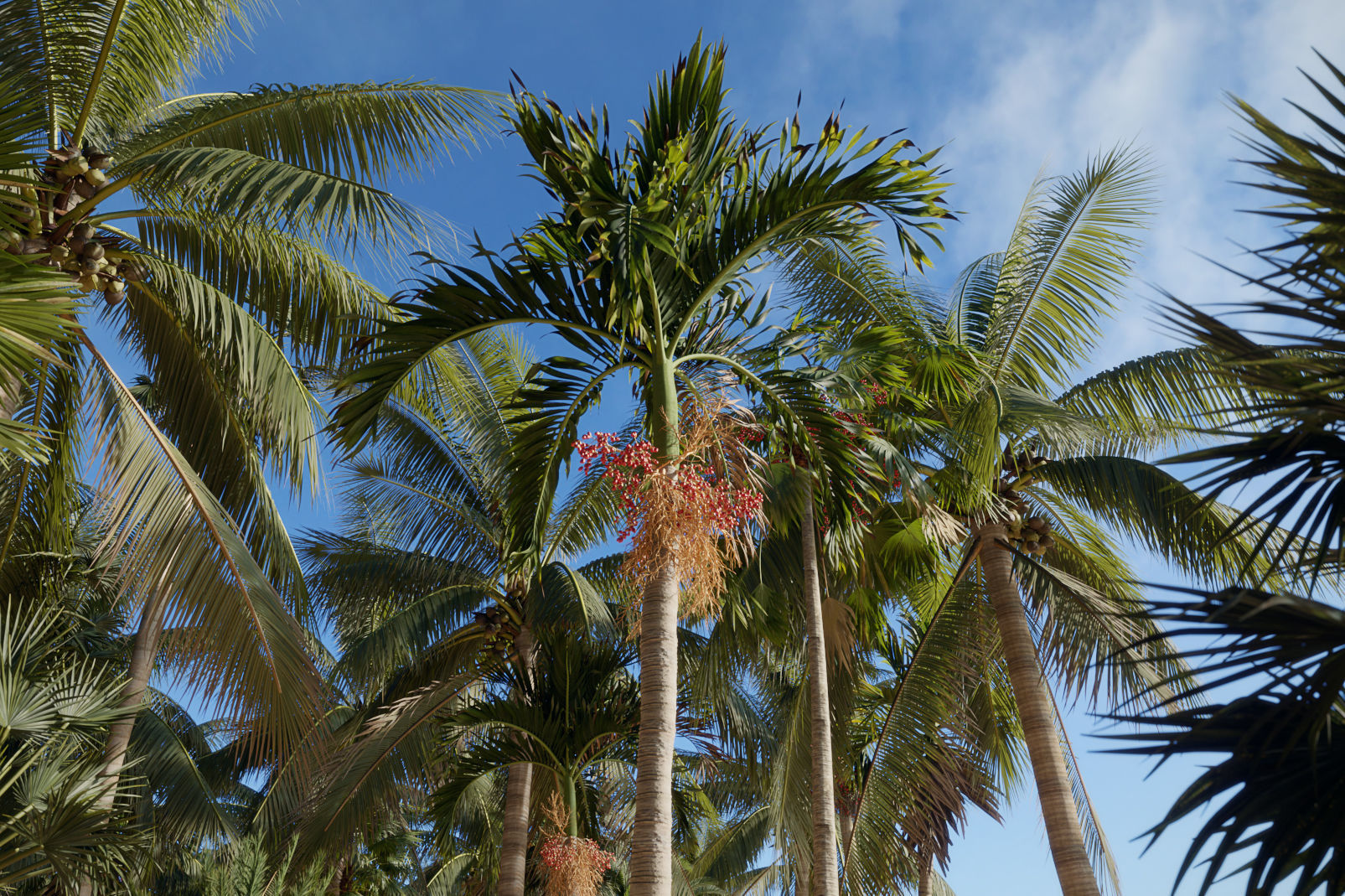 Palm Tree Collection - Include GrowFX and Mesh file 3D model_1