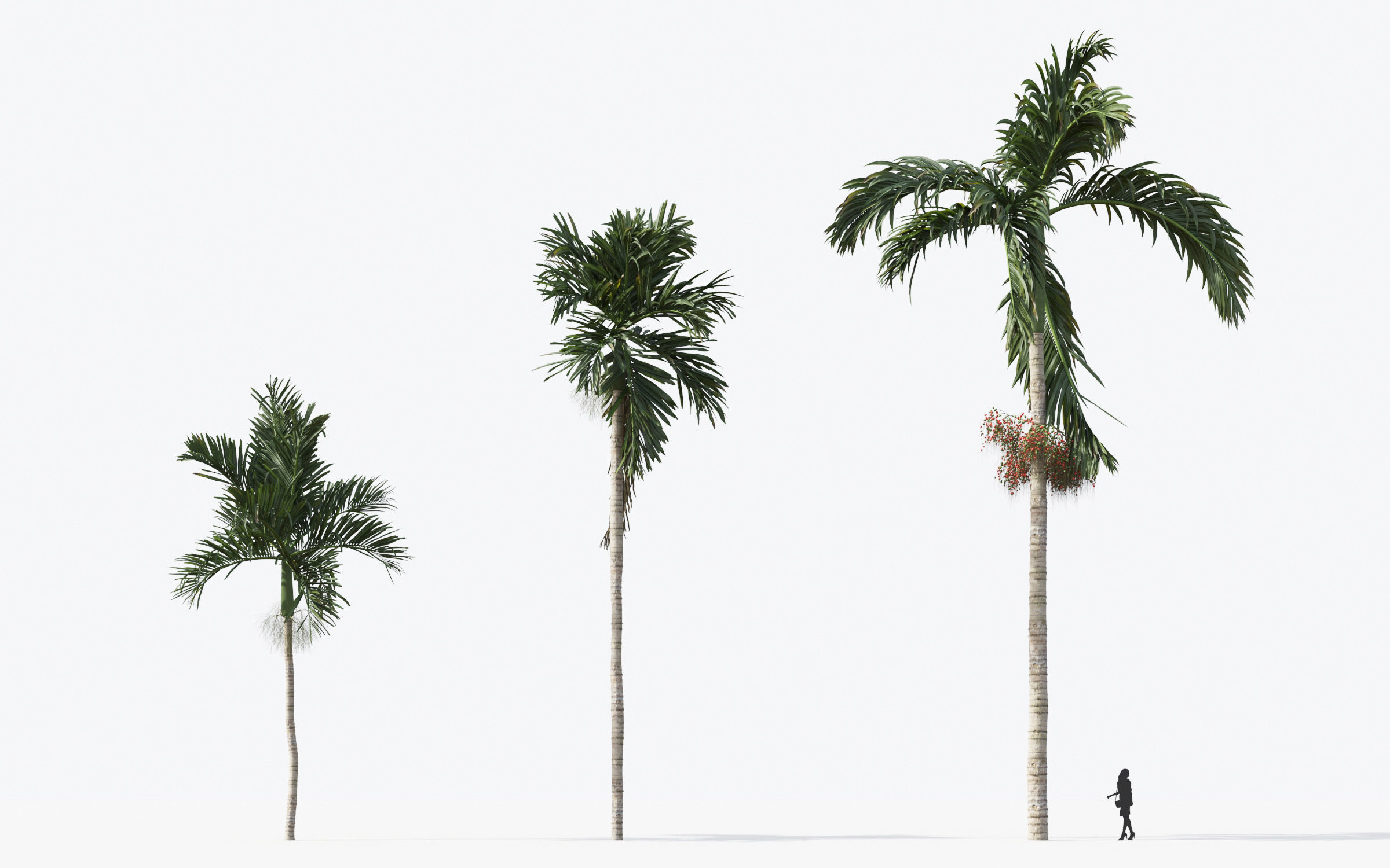 Palm Tree Collection - Include GrowFX and Mesh file 3D model_20