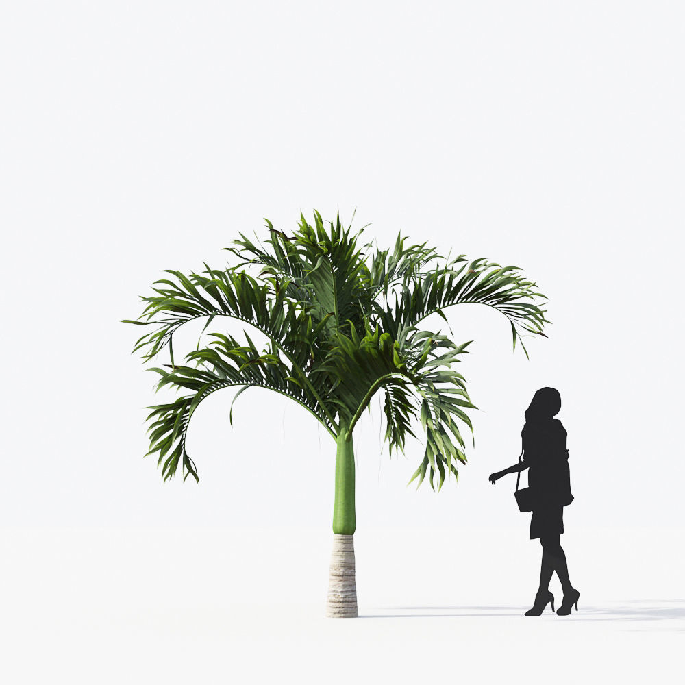 Palm Tree Collection - Include GrowFX and Mesh file 3D model_13