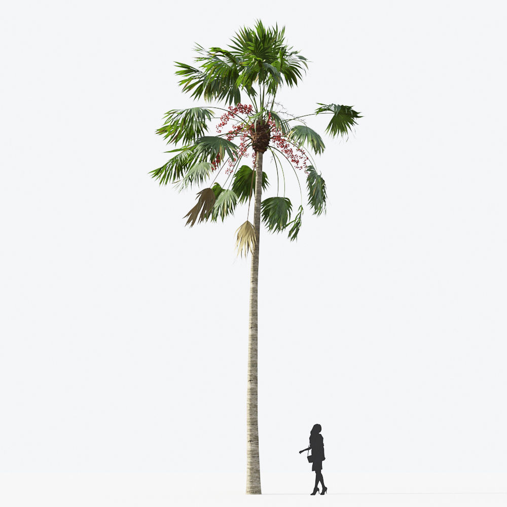 Palm Tree Collection - Include GrowFX and Mesh file 3D model_67