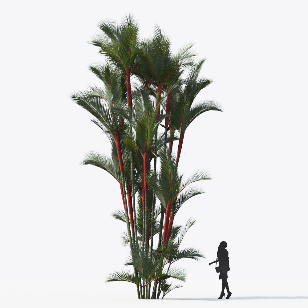 Palm Tree Collection - Include GrowFX and Mesh file 3D model_42