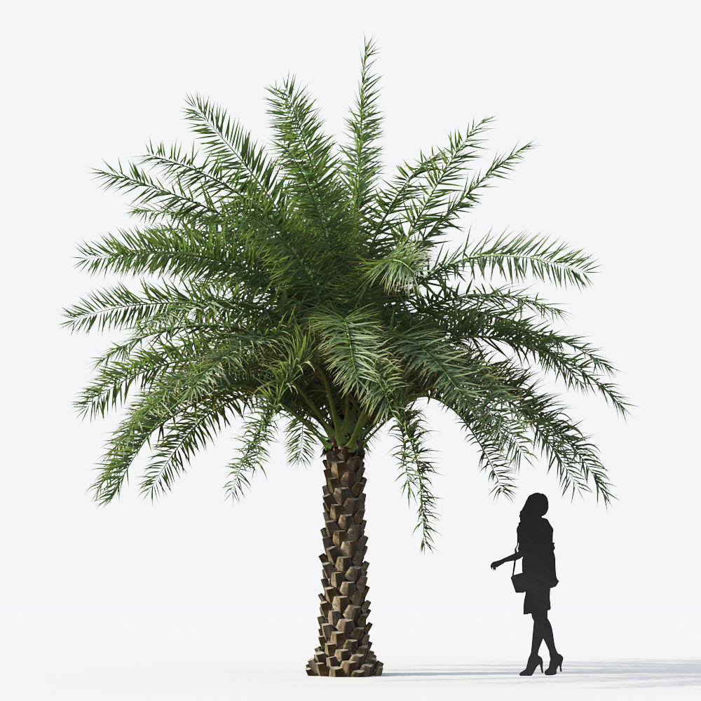 Palm Tree Collection - Include GrowFX and Mesh file 3D model_54