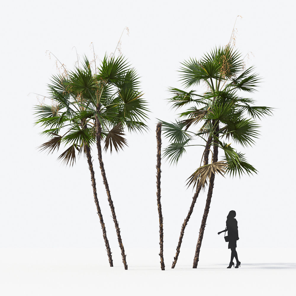 Palm Tree Collection - Include GrowFX and Mesh file 3D model_11
