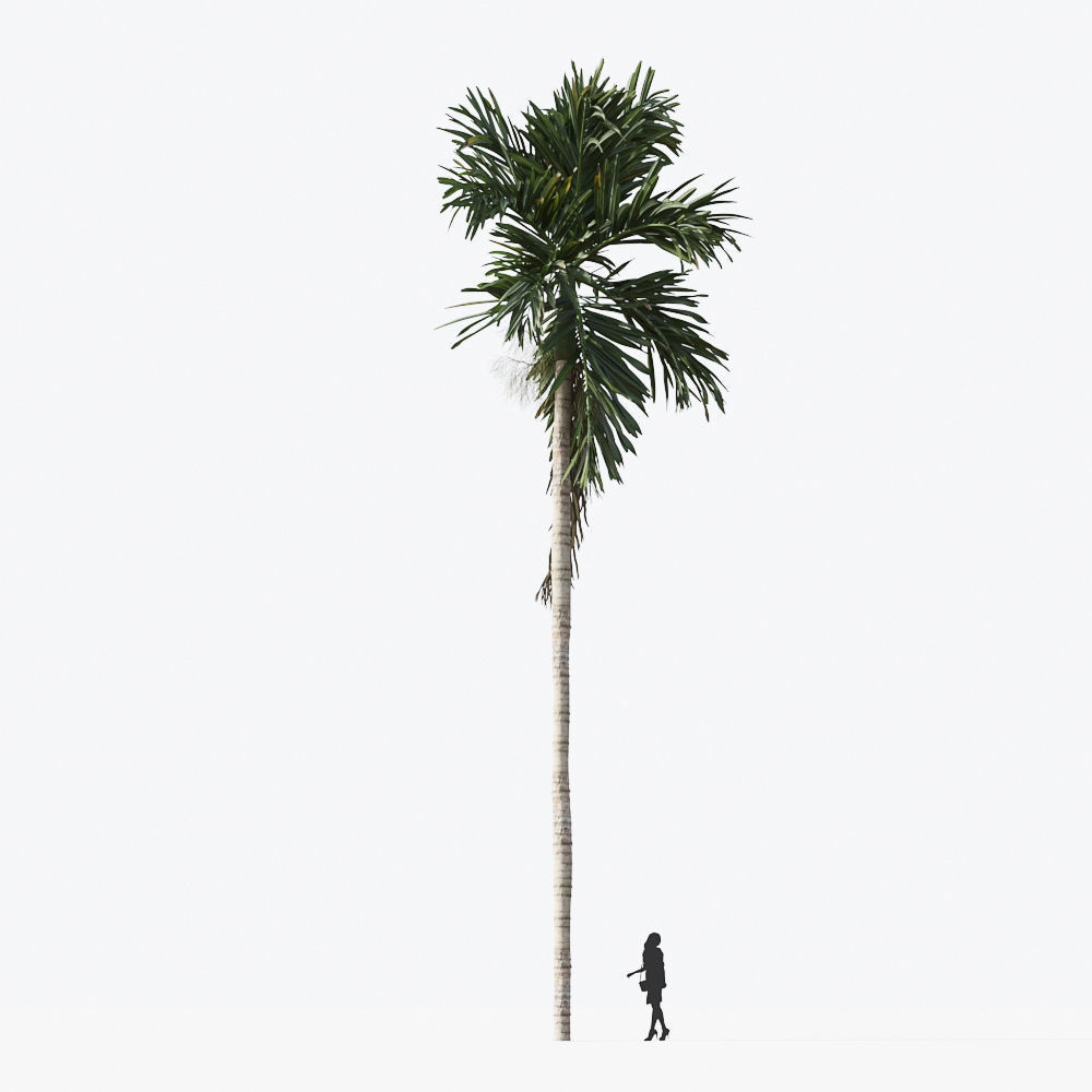 Palm Tree Collection - Include GrowFX and Mesh file 3D model_22