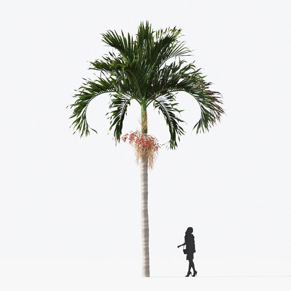 Palm Tree Collection - Include GrowFX and Mesh file 3D model_15