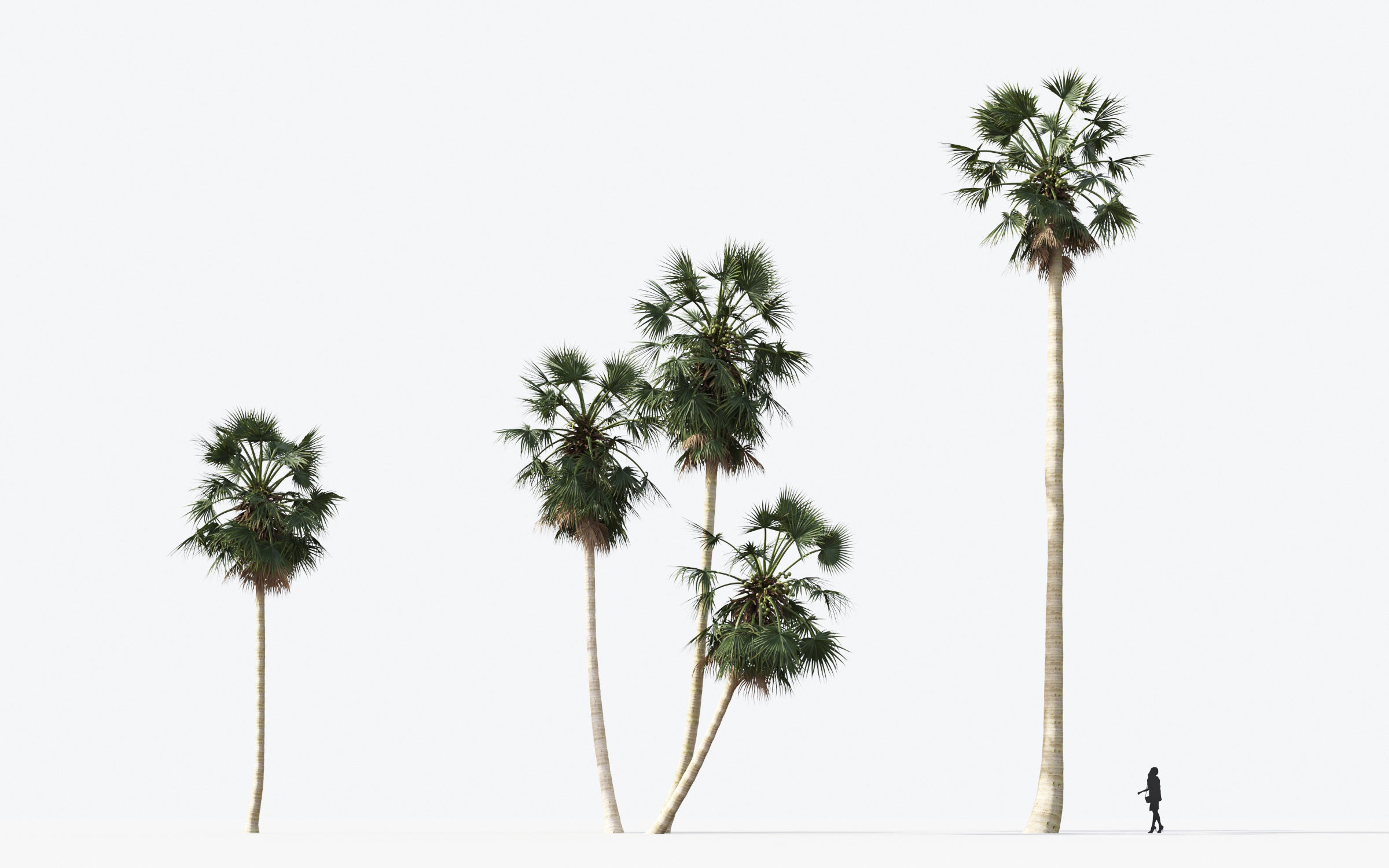 Palm Tree Collection - Include GrowFX and Mesh file 3D model_28