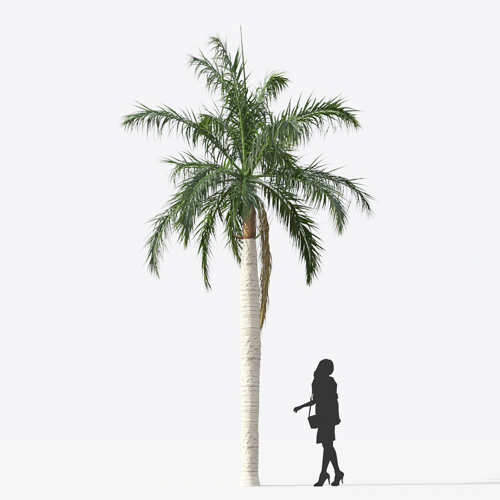 Palm Tree Collection - Include GrowFX and Mesh file 3D model_62