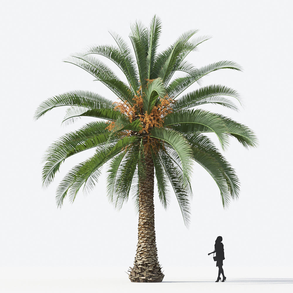 Palm Tree Collection - Include GrowFX and Mesh file 3D model_50