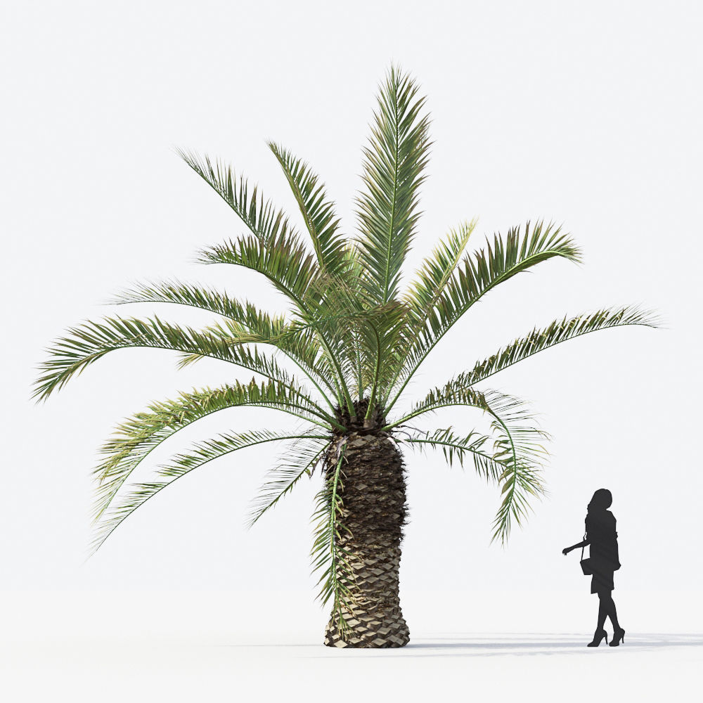 Palm Tree Collection - Include GrowFX and Mesh file 3D model_49