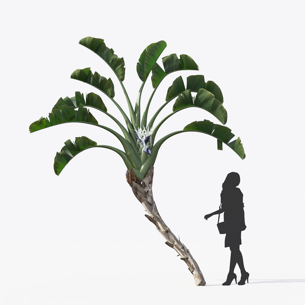 Palm Tree Collection - Include GrowFX and Mesh file 3D model_69