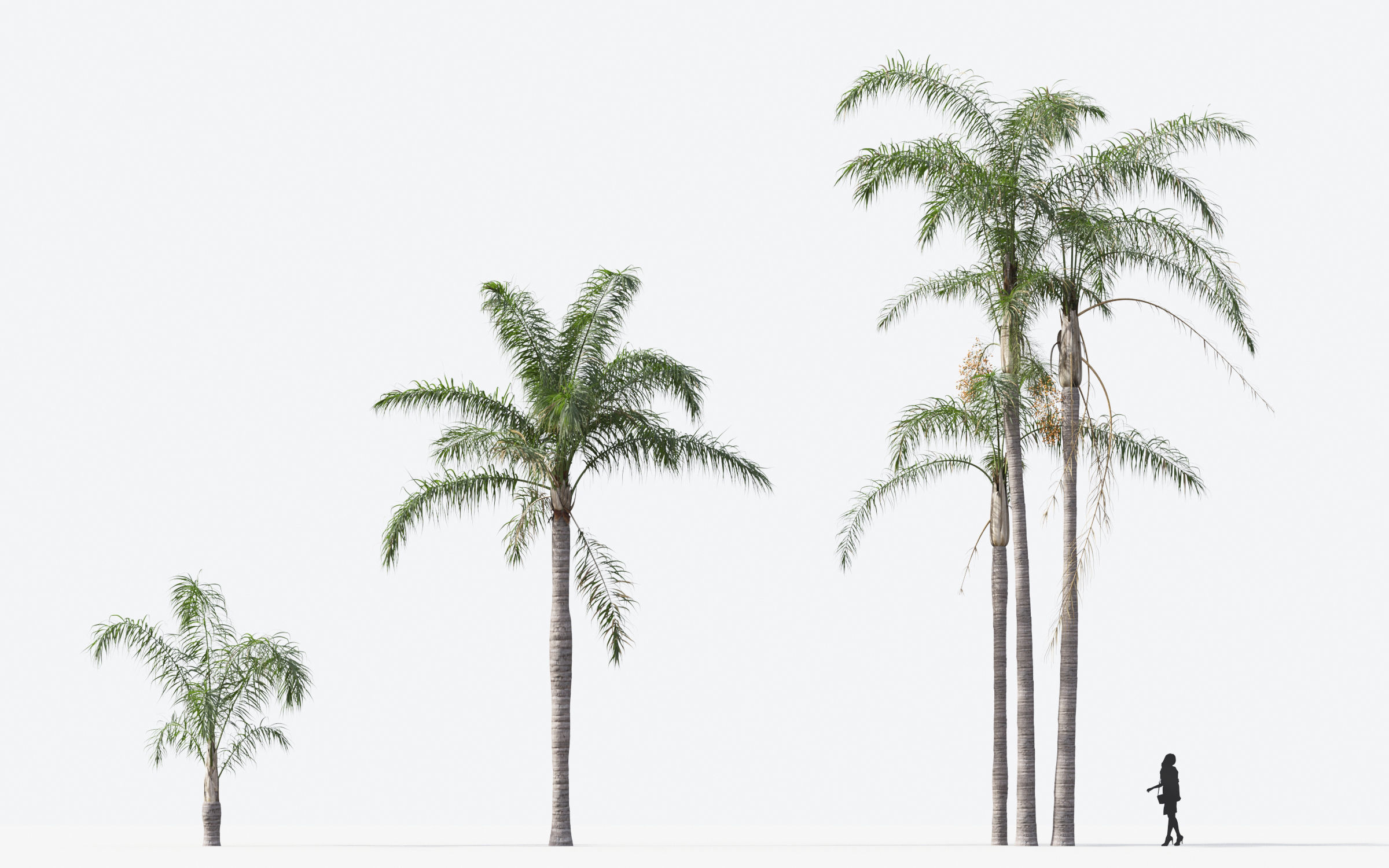 Palm Tree Collection - Include GrowFX and Mesh file 3D model_72