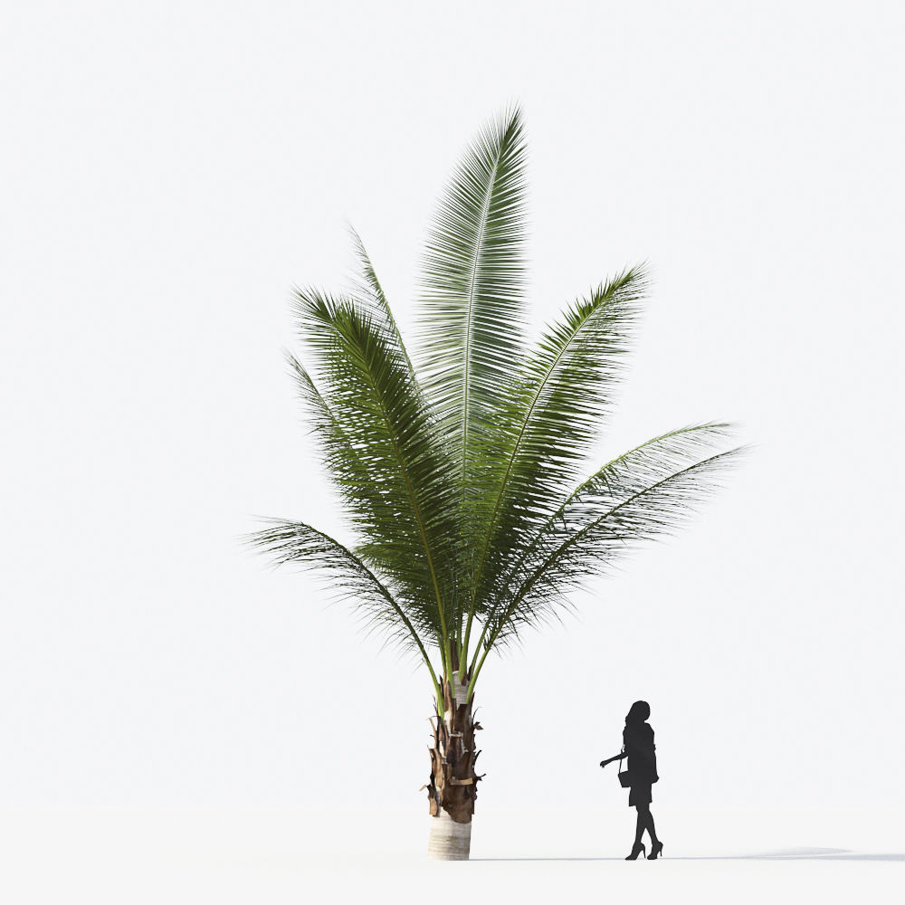 Palm Tree Collection - Include GrowFX and Mesh file 3D model_33