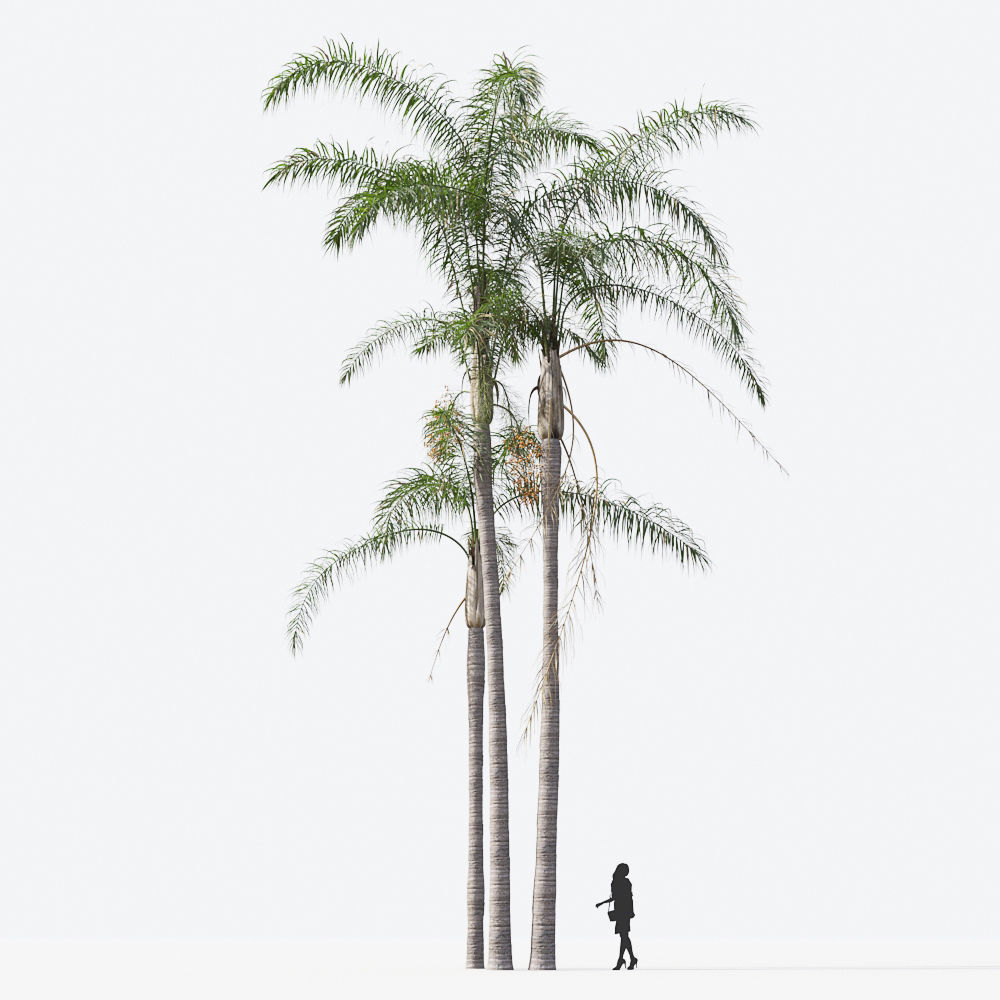 Palm Tree Collection - Include GrowFX and Mesh file 3D model_75