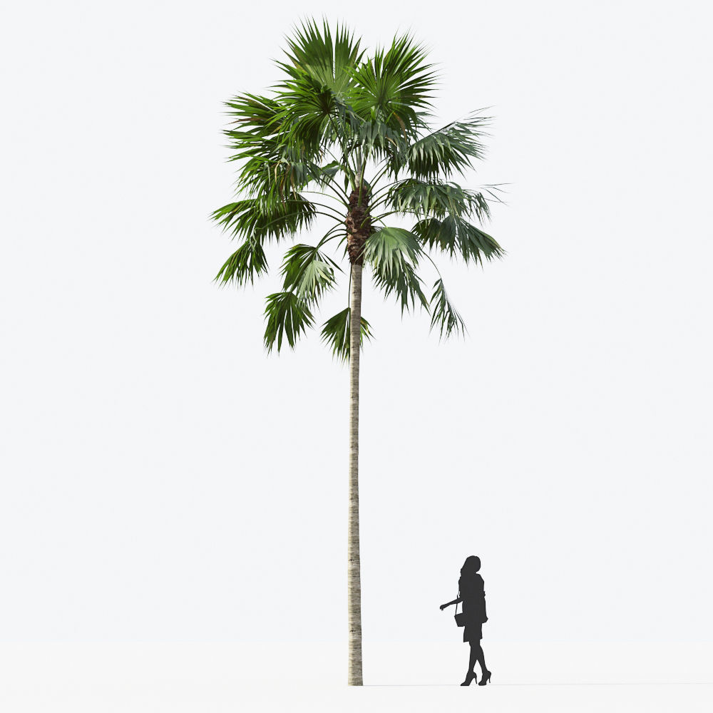 Palm Tree Collection - Include GrowFX and Mesh file 3D model_66