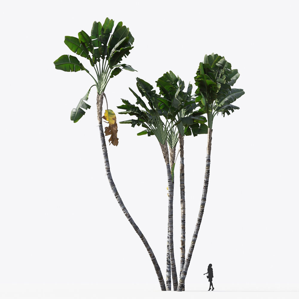 Palm Tree Collection - Include GrowFX and Mesh file 3D model_71