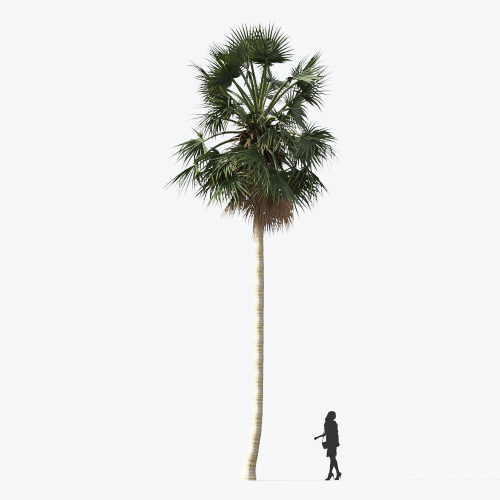 Palm Tree Collection - Include GrowFX and Mesh file 3D model_29