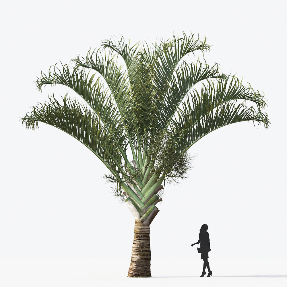 Palm Tree Collection - Include GrowFX and Mesh file 3D model_47