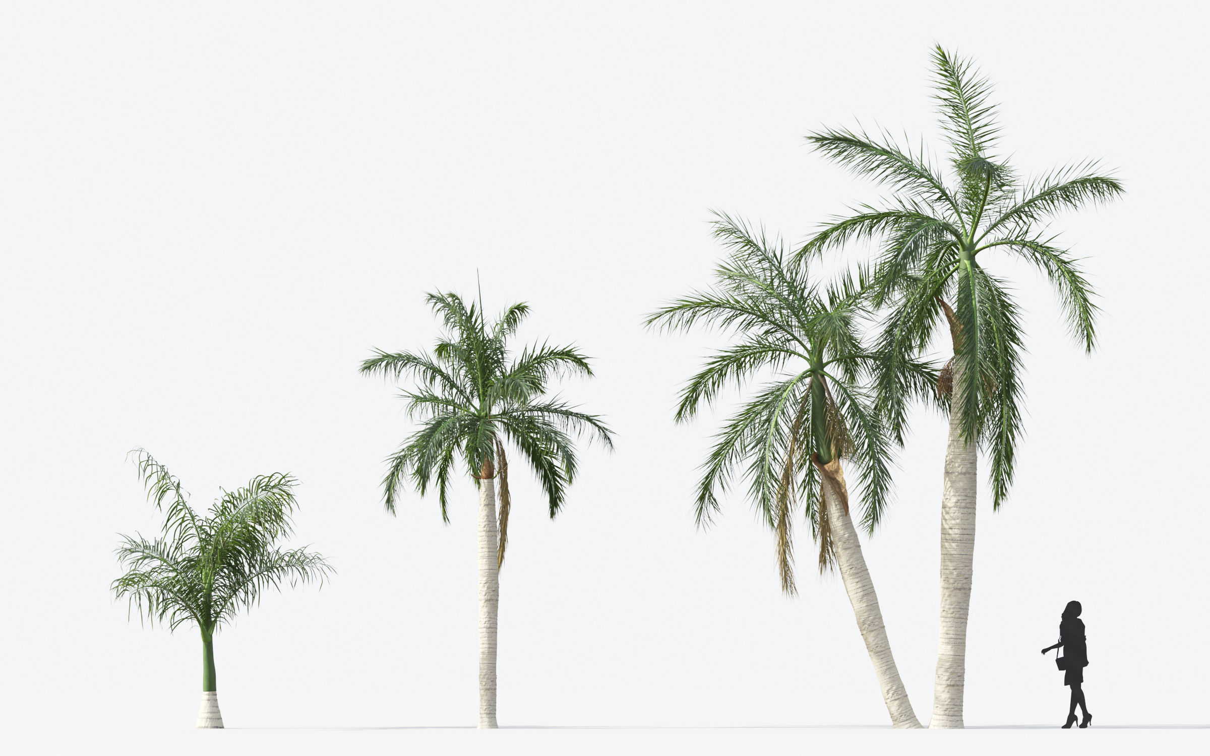 Palm Tree Collection - Include GrowFX and Mesh file 3D model_60