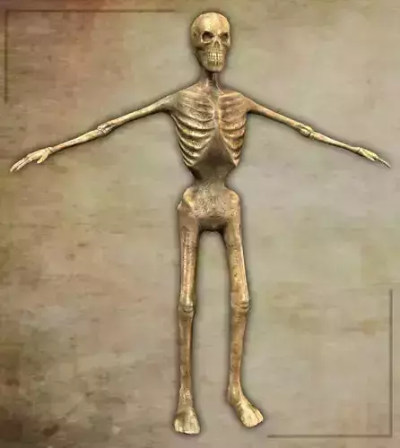 Skeleton 3D Model human