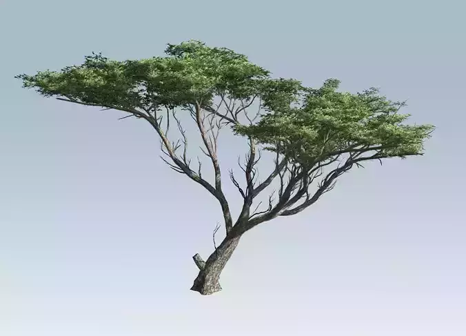 Acacia tree  3D model