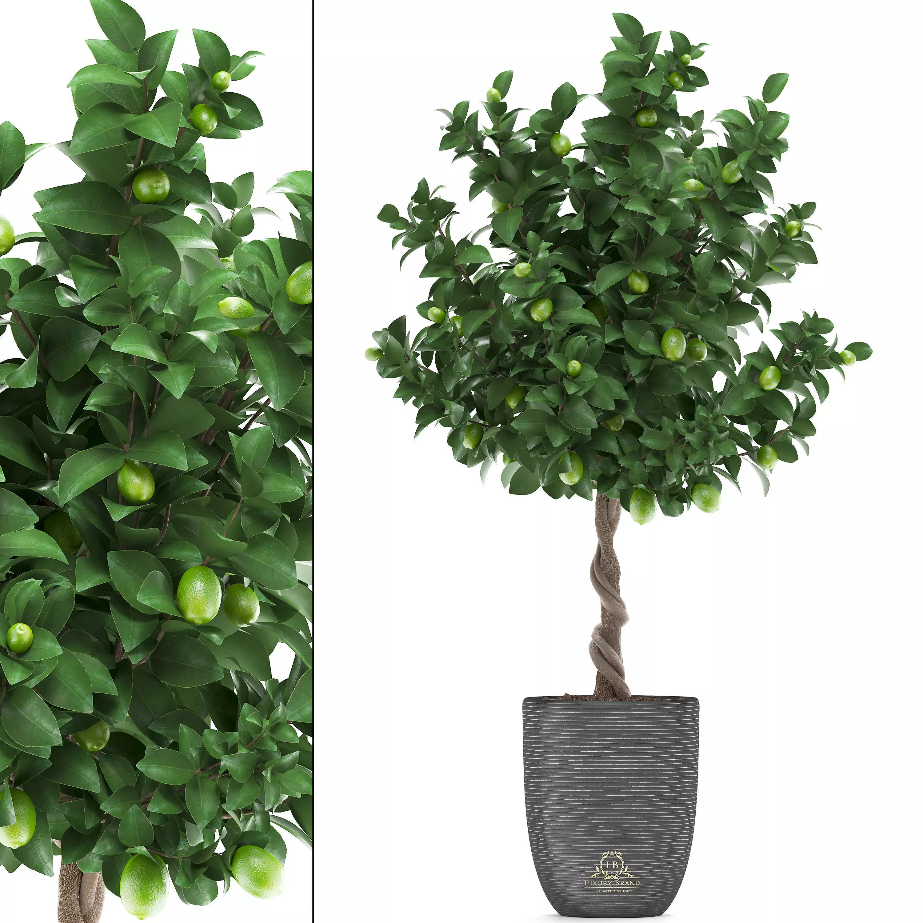 Lemon Tree with Fruit 2 3D model