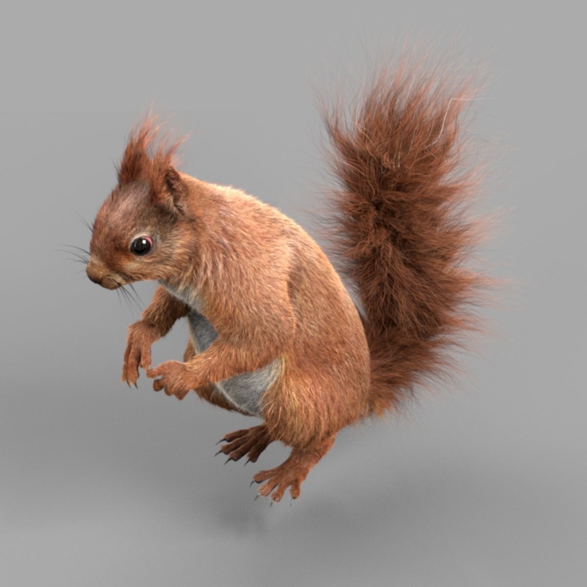 Squirrel Red  3D model_6