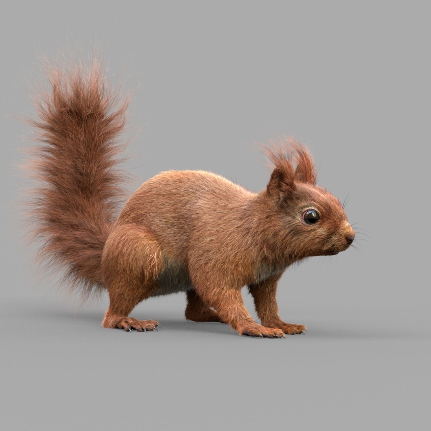 Squirrel Red  3D model_7