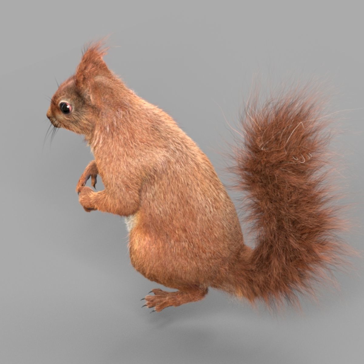 Squirrel Red  3D model_5